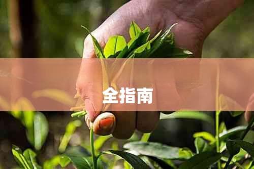 缓解咽炎不适：护嗓茶饮全指南