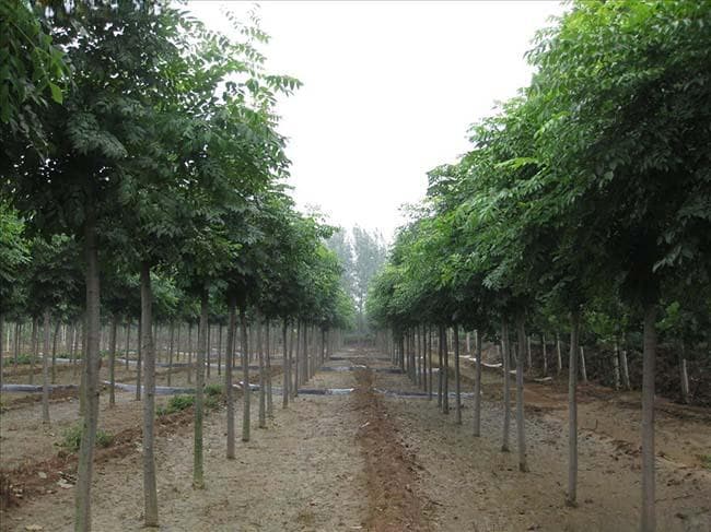 棕色的黄山栾树