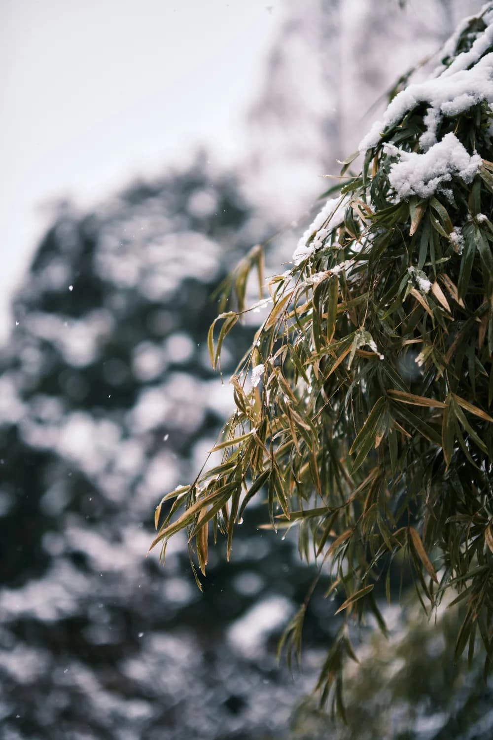 徐渭《雪竹图》：一幅画里的文人风骨