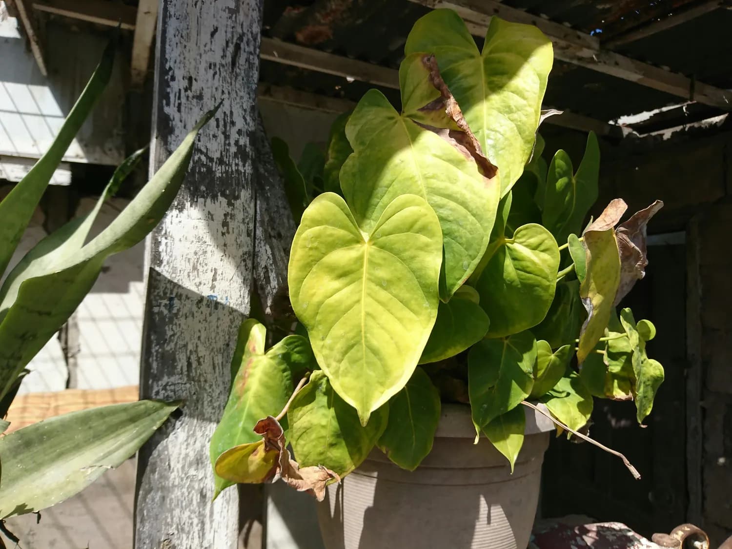 小苏打浇花新潮流：科学养护你的绿植