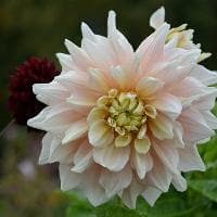 衣鱼虫怎么消灭