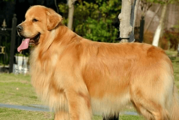 金毛犬的优缺点（有哪些）