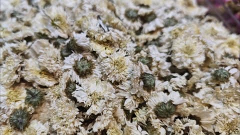 白菊花的功效与作用有哪些