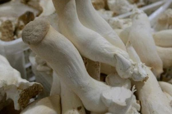 鸡腿菇和杏鲍菇有什么区别，品种、味道和颜色均不同