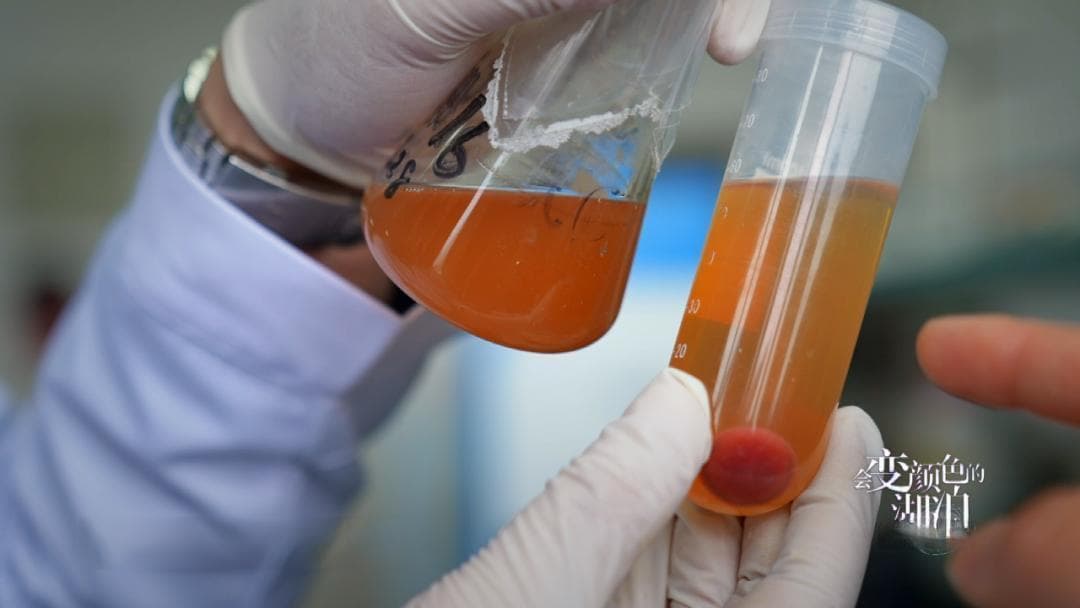 揭秘运城盐湖：七彩湖面的科学密码