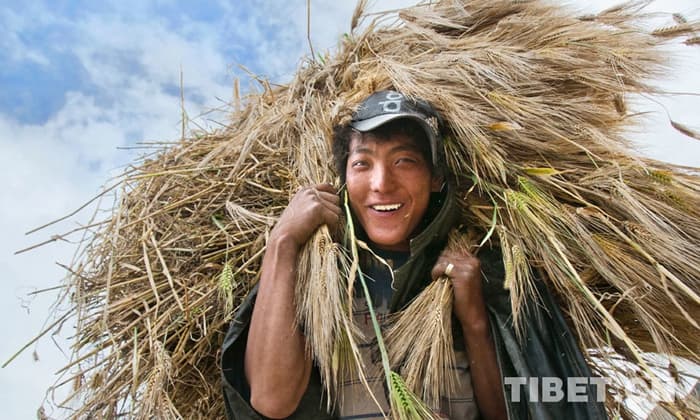 最新科研发现：青稞源自西亚，这样进入西藏