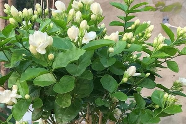 茉莉花的养殖方法及修剪