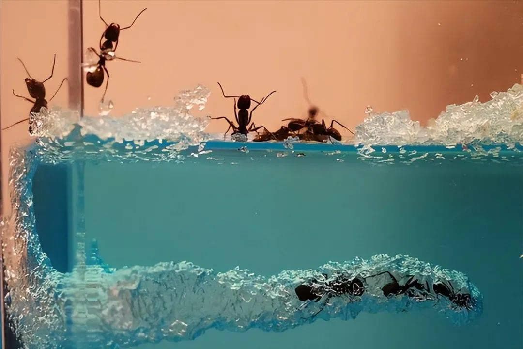 蚂蚁奇迹：水中的陆地建筑师！