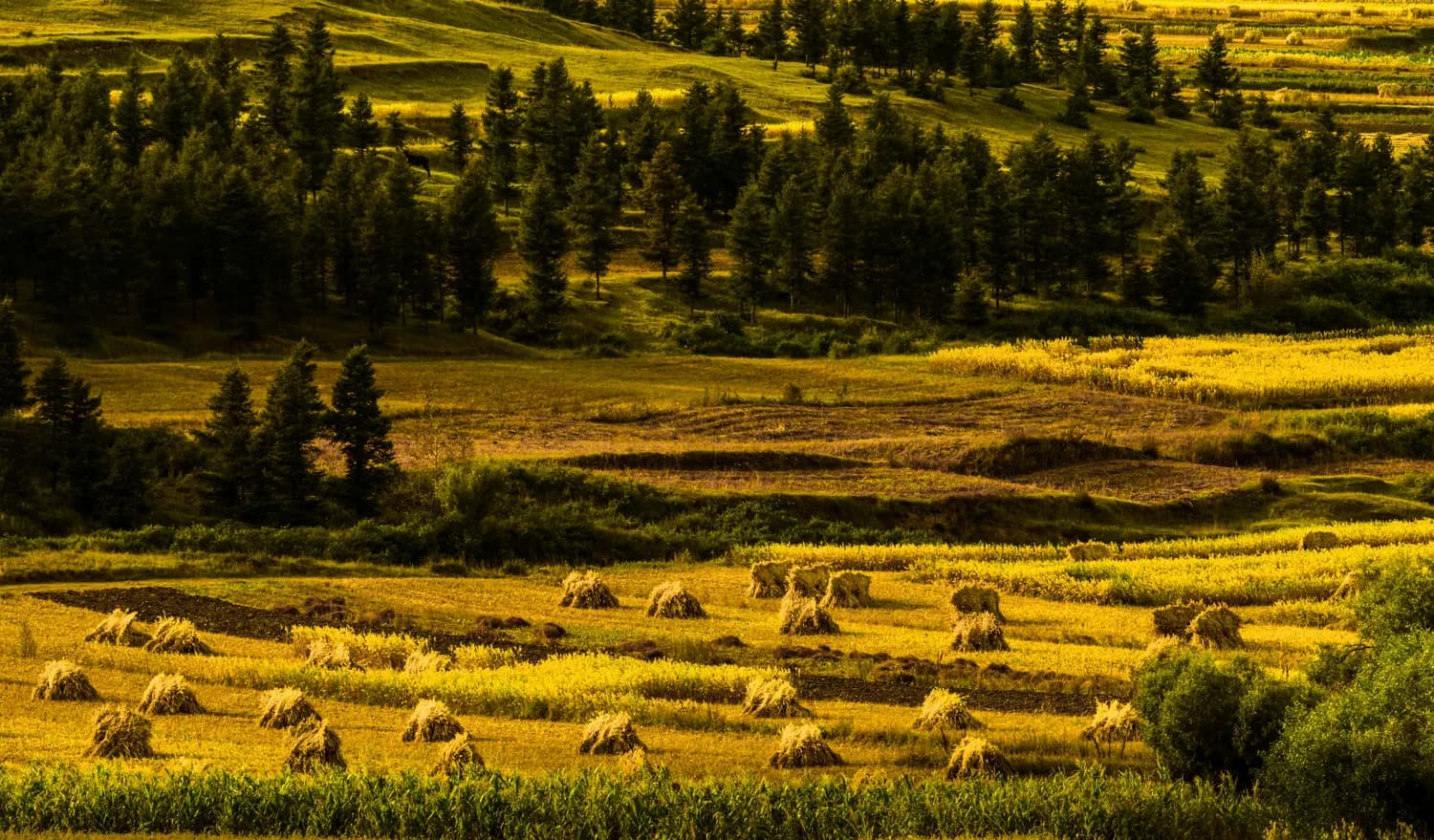 秋冬呼伦贝尔：大草原+湿地的梦幻之旅