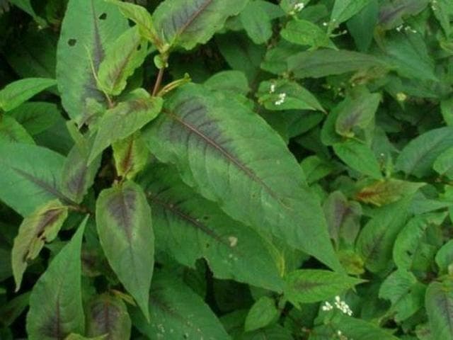 火炭母：南方野生草本，可清热解毒亦可食用