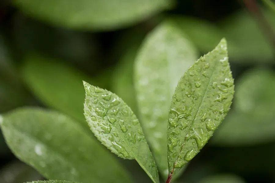 健康科普 | 过度思虑、劳碌皆伤脾，脾虚该如何调理？