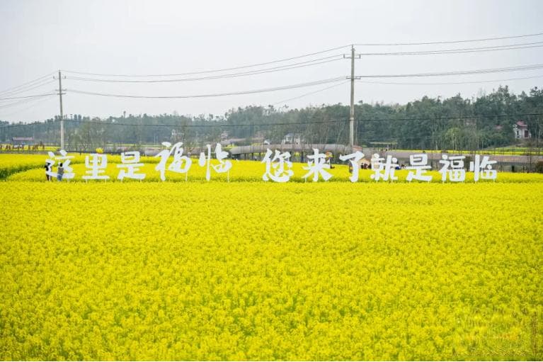 周末接待游客超3万人次，福临镇“赏花热”带动“花经济”