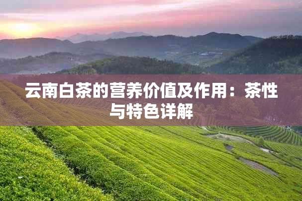 云南白茶的营养价值及作用：茶性与特色详解