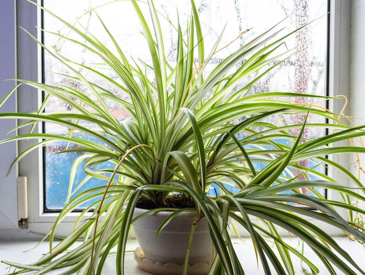 25种经典室内植物养护指南