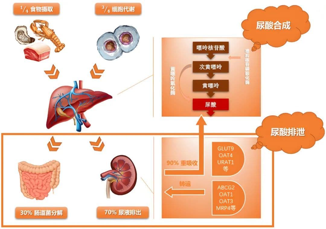 如何确定尿酸是生成减少，还是增多型？痛风专家黄川云告诉你！