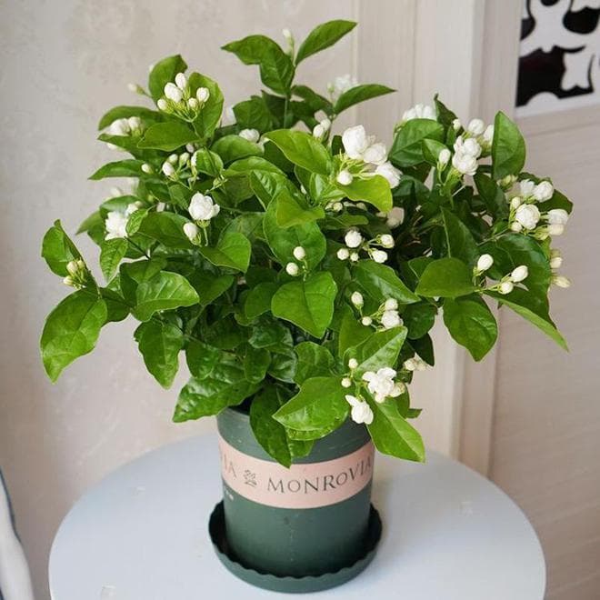 茉莉花过冬怎么养护