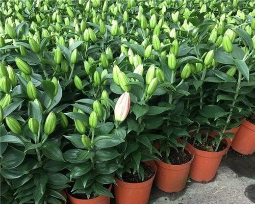 香水百合的种植时间与养护指南