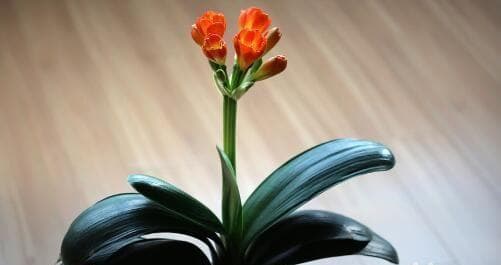 探秘君子兰开花温度，揭秘养护诀窍