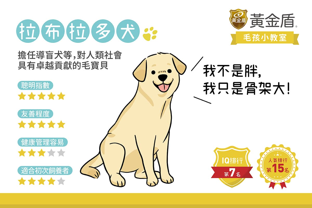 認識「拉布拉多犬」：特質、健康與照顧指南