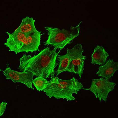 免疫荧光技术在细胞生物学研究中作用及多领域应用