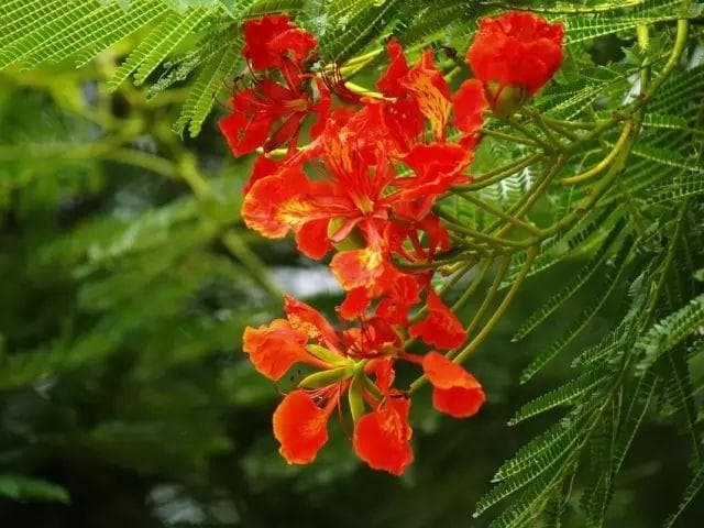 凤凰花：从花语到传说的热带观赏树种