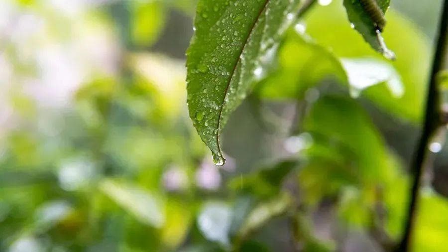 持续下雨湿气重，中医祛湿有妙招