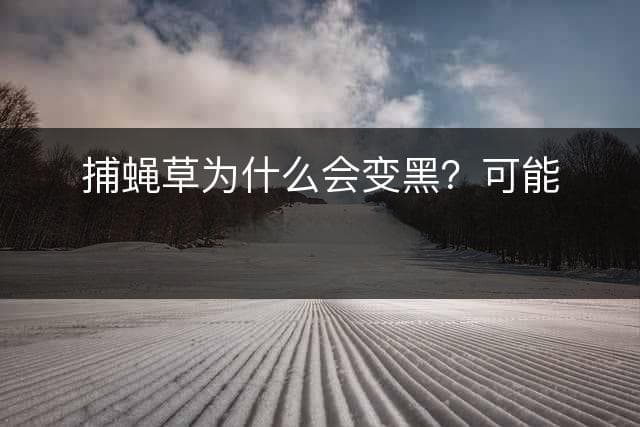 捕蝇草为什么会变黑？可能是这个原因