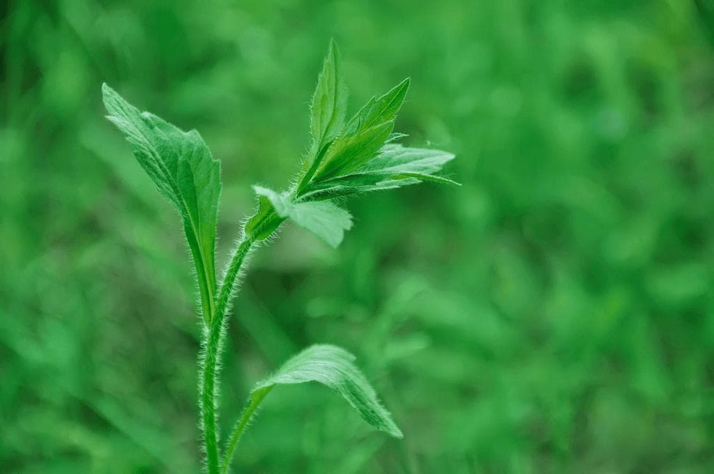 什么是绿色植保？绿色植保对现代农业有什么影响？凤凰植保节揭晓