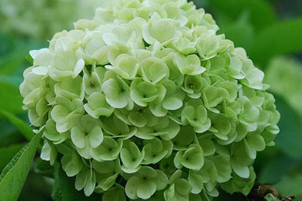 绣球花栽培管理及病虫害防治