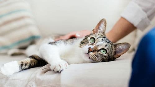 猫咪传腹症：原因、症状与预防全攻略