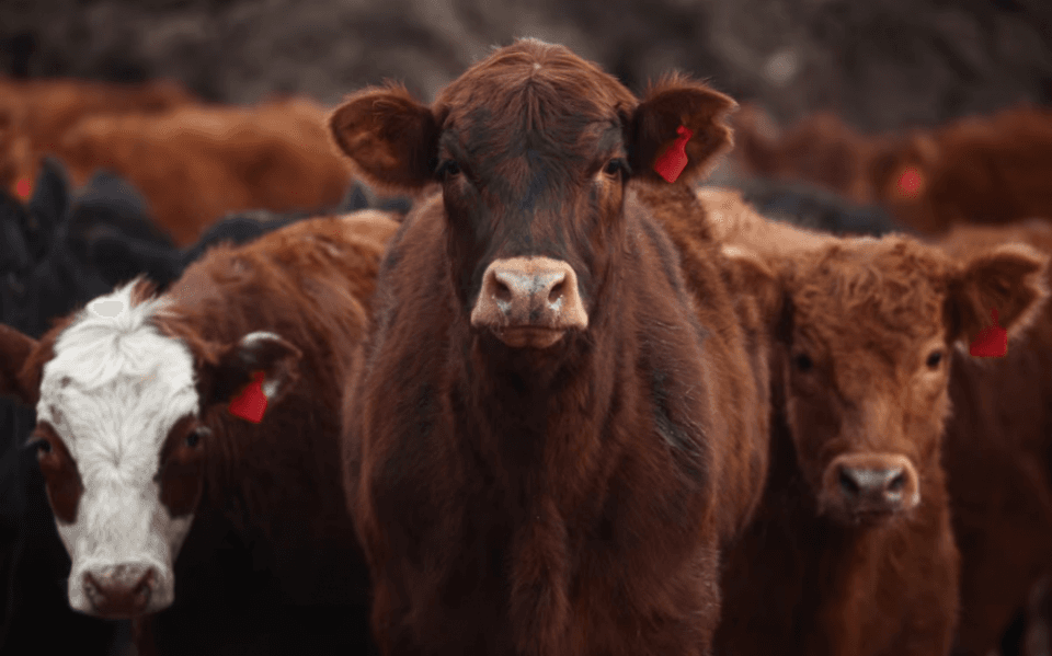 从米莱的“牛肉政治”看国际局势，76%售往中国，为何我们成为大赢家？