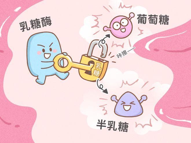 乳糖酶缺乏更「偏爱」哪 3 类宝宝？该怎么办？