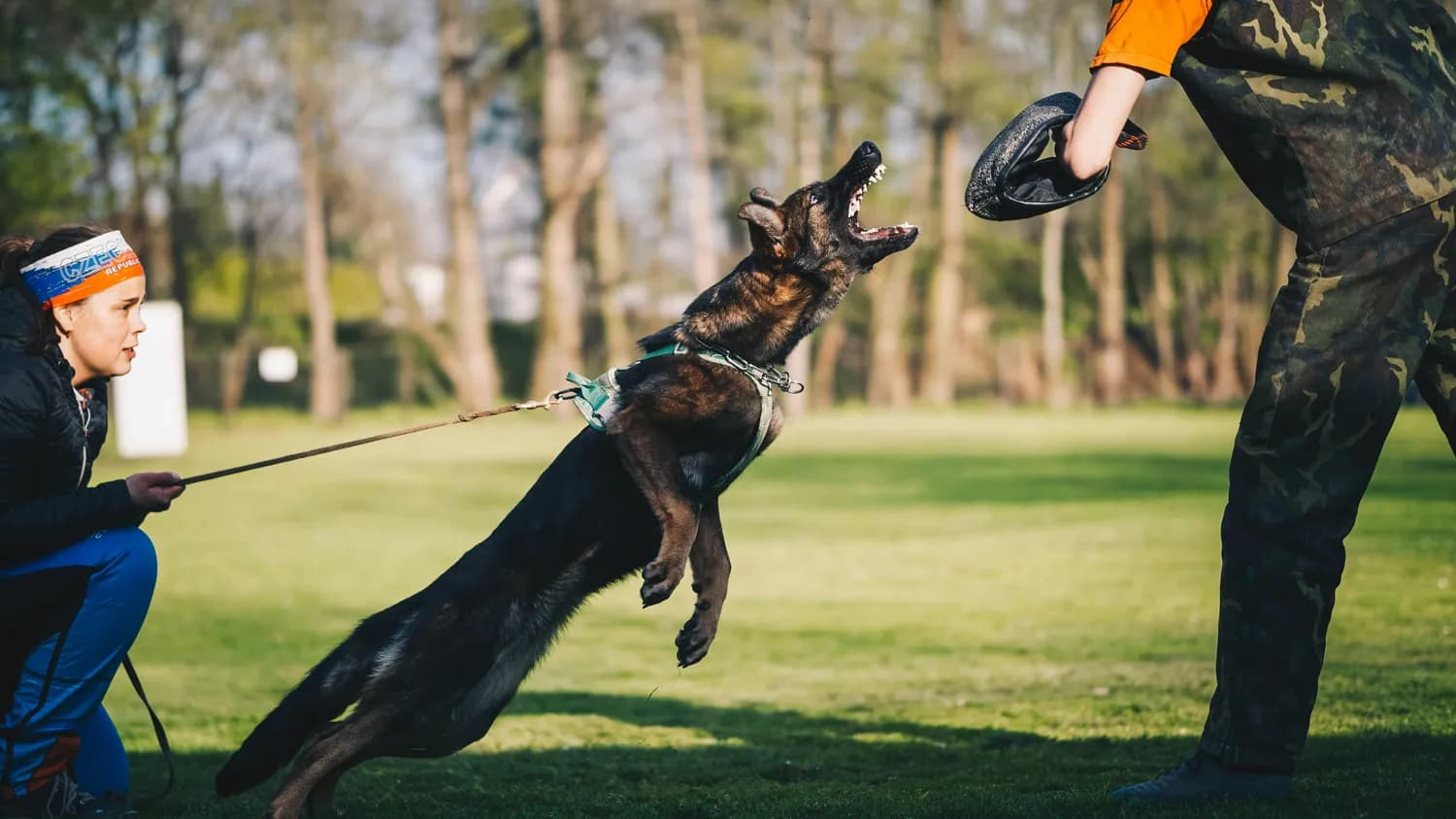 第六届全国警犬技术比赛：警犬战力大揭秘！