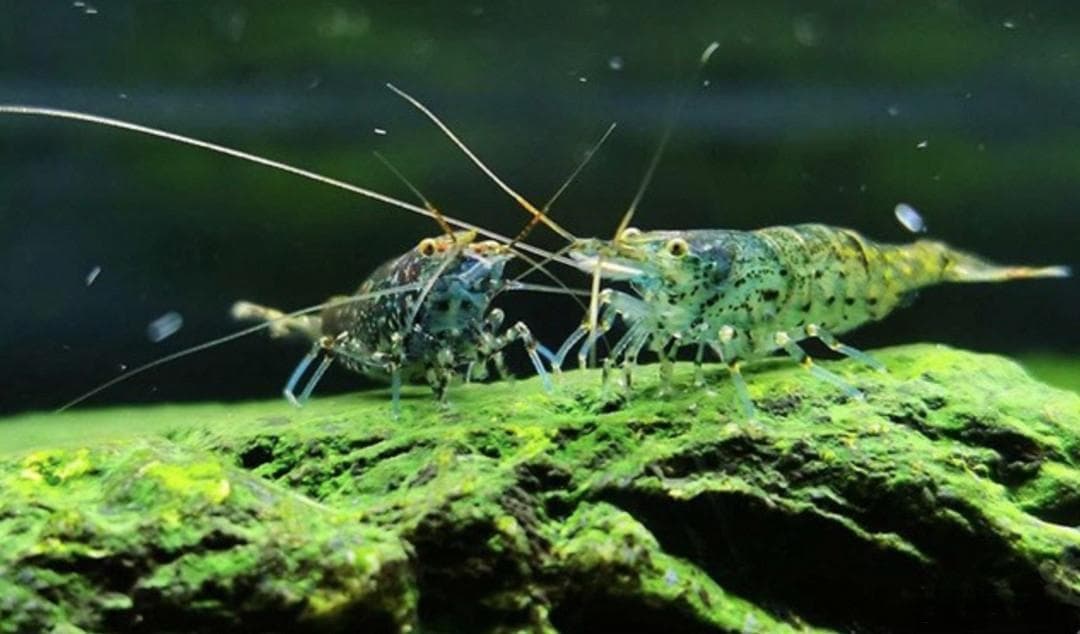 黑壳虾养护：打造理想水族箱环境