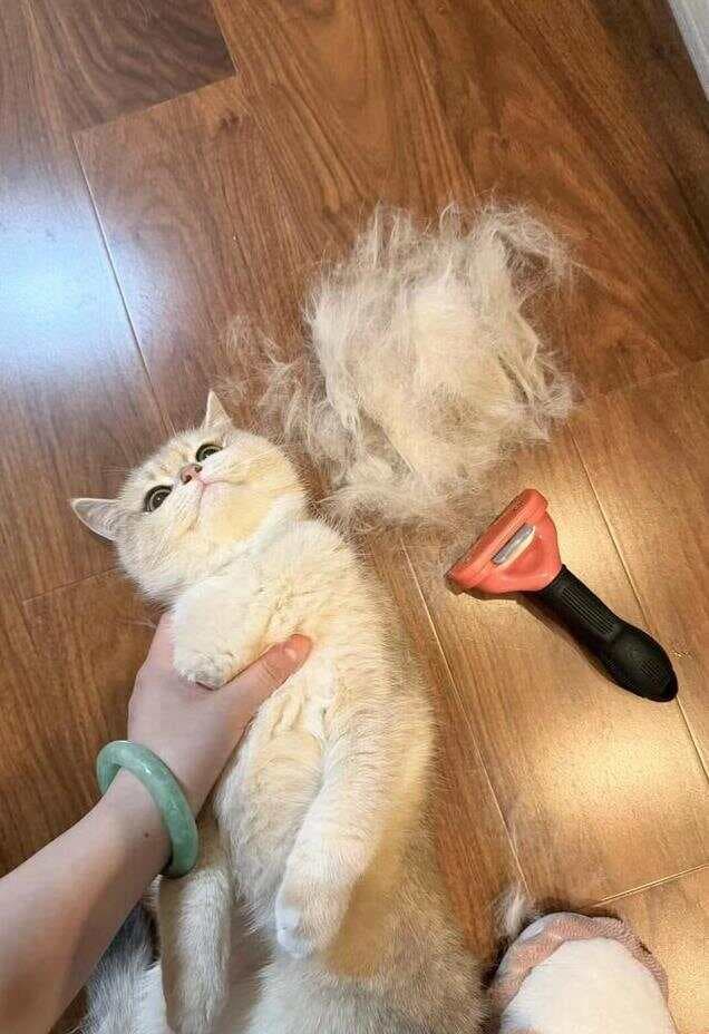 猫毛满天飞？6招教你轻松处理，告别猫毛困扰！