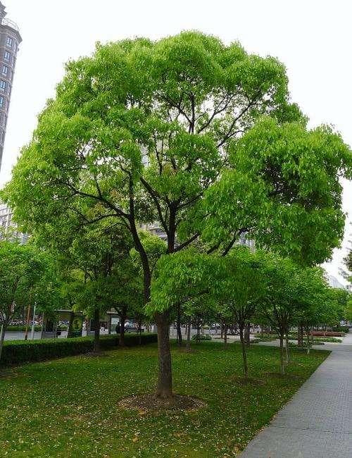 上海、杭州、武汉、长沙常见园林植物配置、植物的选择与搭配