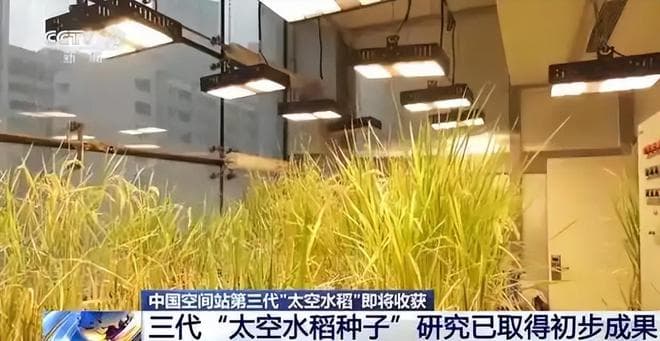 再获突破！中国太空水稻第三代迎丰收，俄媒直呼：更甜，营养