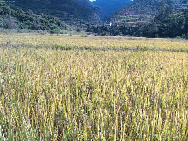 楚雄市树苴乡：土地流转压实粮食安全“压舱石”