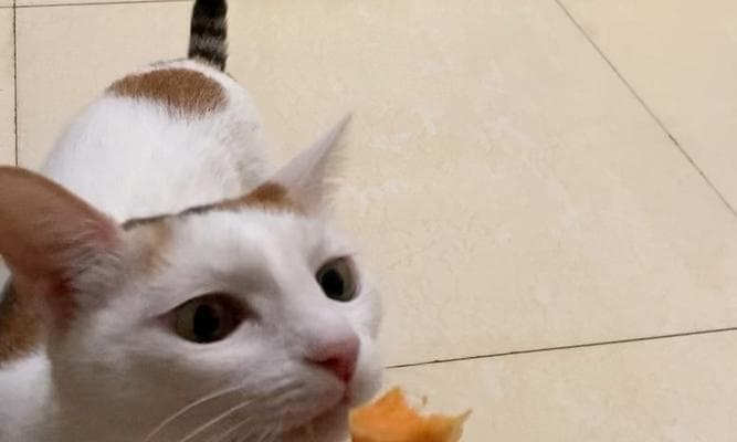 狗可以吃红薯吗？（红薯的营养价值及对狗的影响。）