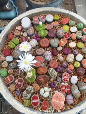 生石花怎么种植？石生花如何种植方法