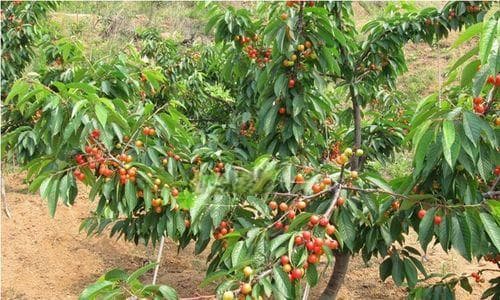 在家种植车厘子树的全攻略（如何在家种植车厘子树）