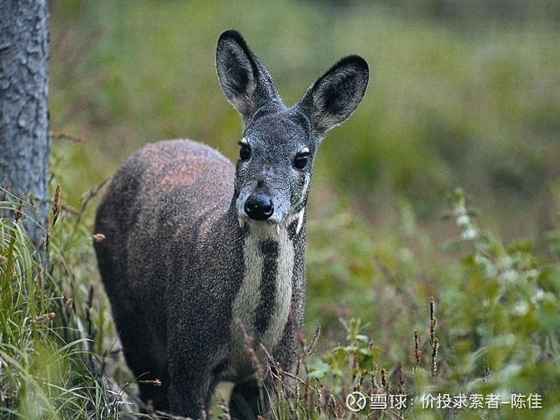 从300万头到5万头：中国麝香产业的变迁与未来