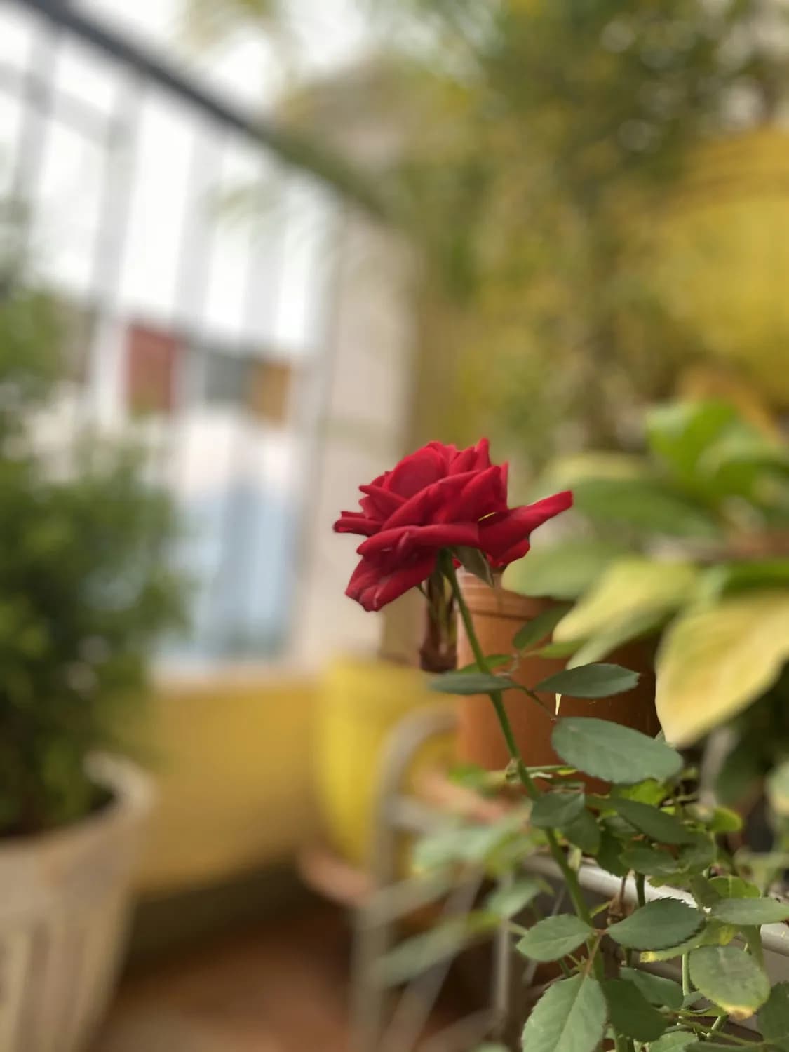 打造四季开花的阳台花园：月季花养护秘籍
