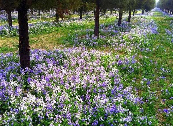 二月兰开花是什么时候？怎么种植