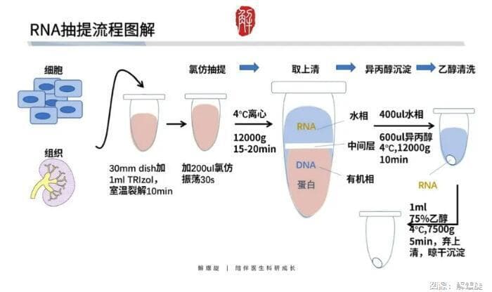 RNA提取：TRNzol法原理步骤及常见问题