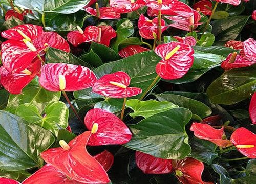 红掌花期多长时间？养护要点全解析
