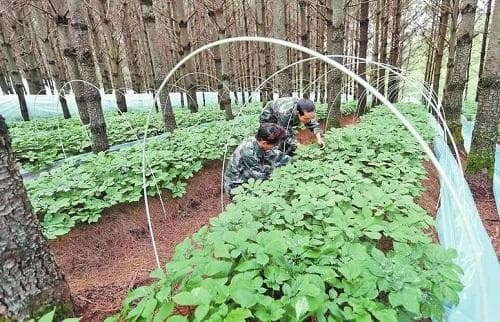 中药材高效栽培的管理关键