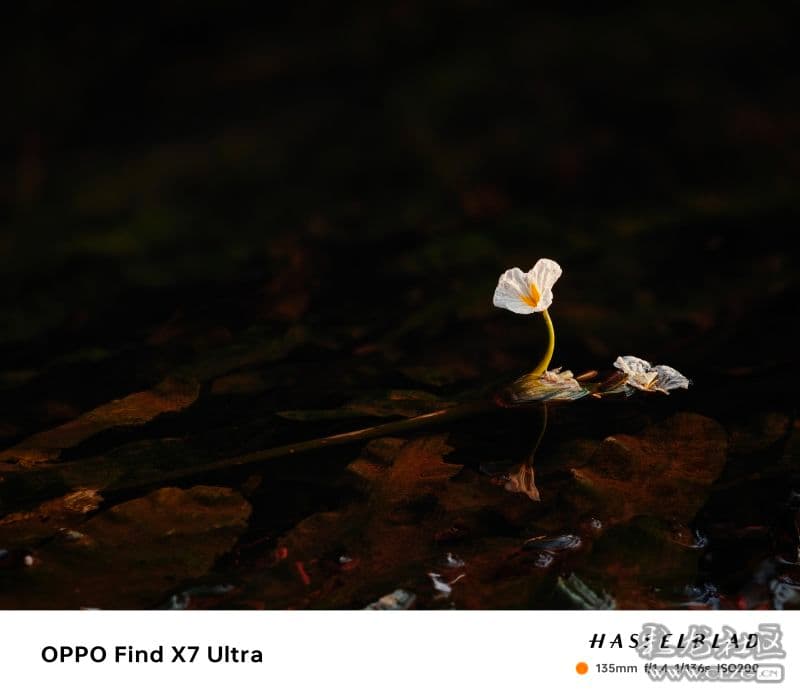 海菜花：水性扬花的生态指示植物