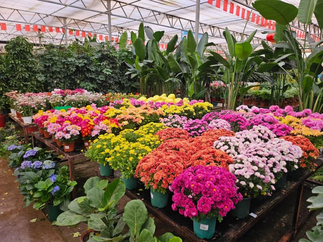 “繁花”绽放！喀什市花卉市场年味浓