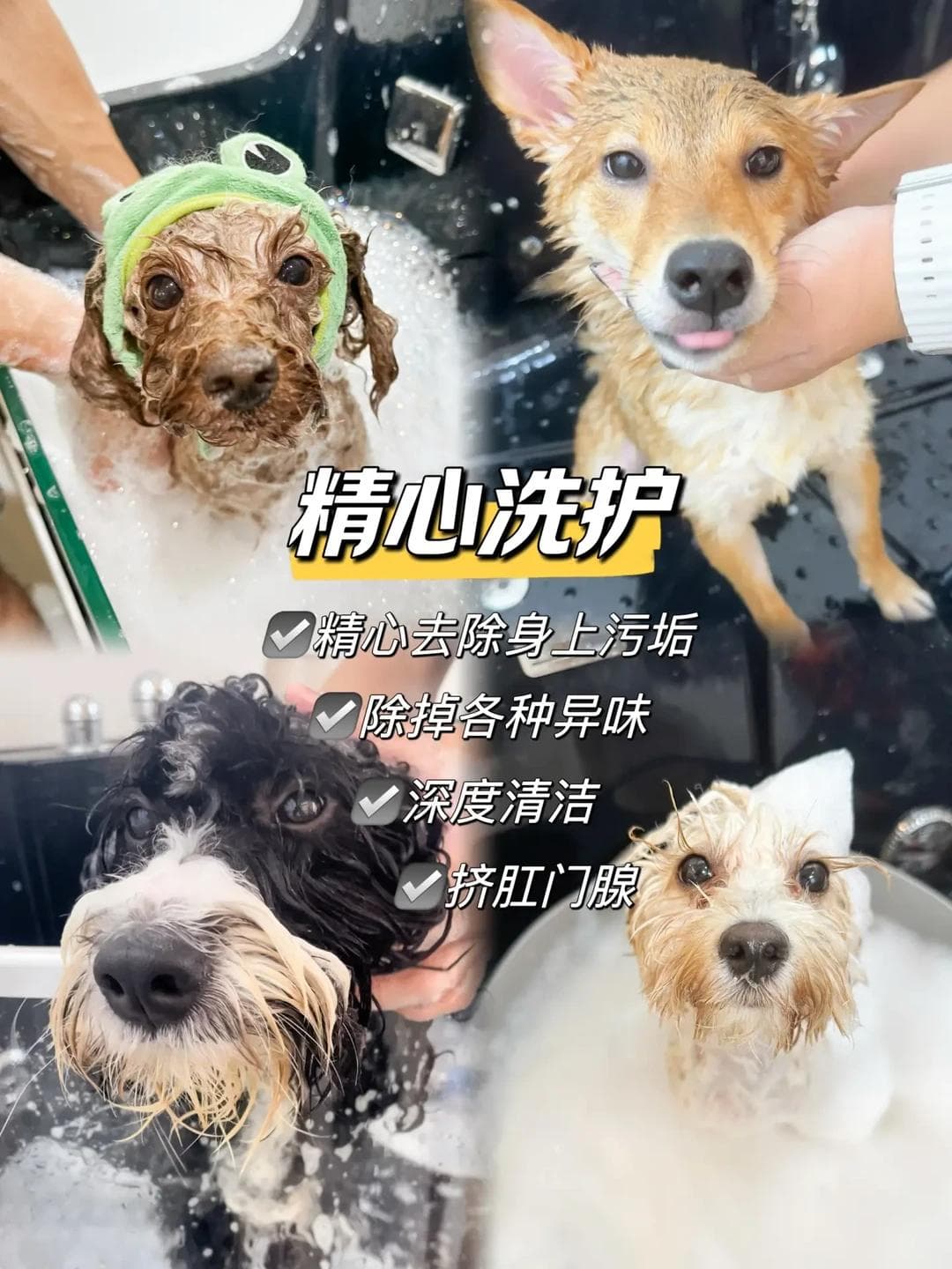 科学为宠物美容注入新活力：打造轻松愉快的洗澡体验